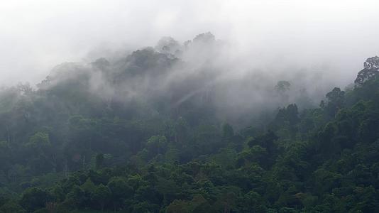 晨雾热带雨林视频的预览图