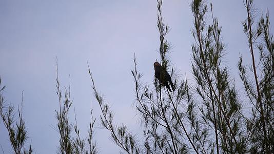 松树旁边的乌鸦视频的预览图
