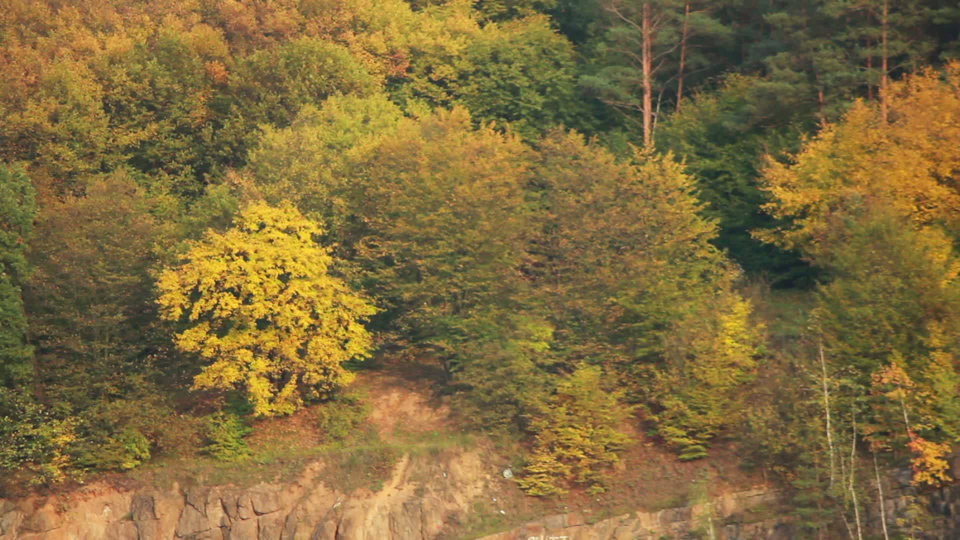 岩石上的树木视频的预览图
