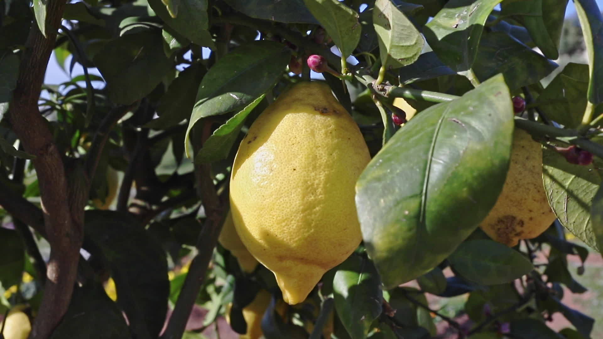 树上亮柠檬视频的预览图