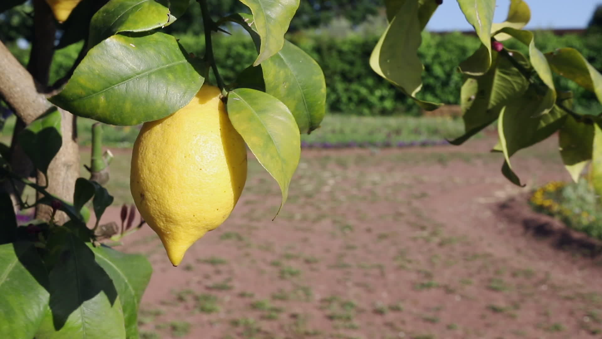 树枝上的柠檬视频的预览图