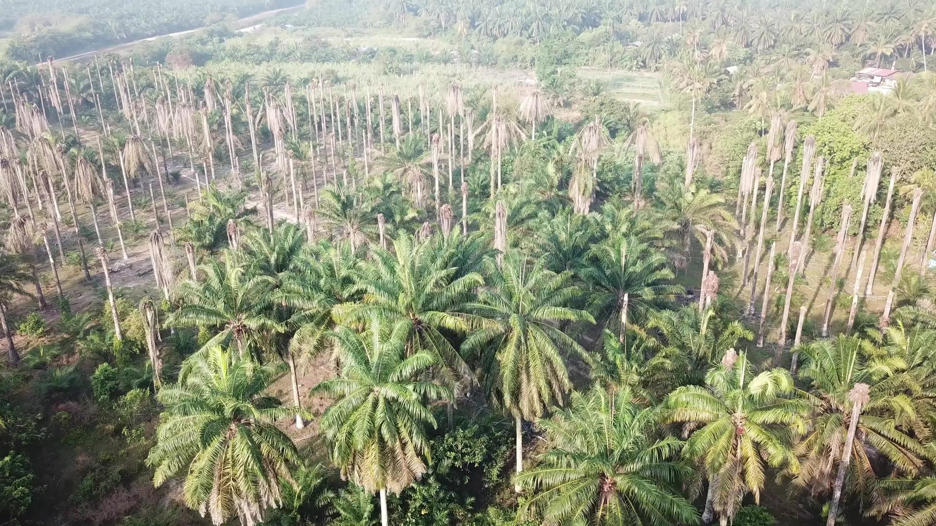 苍蝇飞向死光树油棕榈视频的预览图