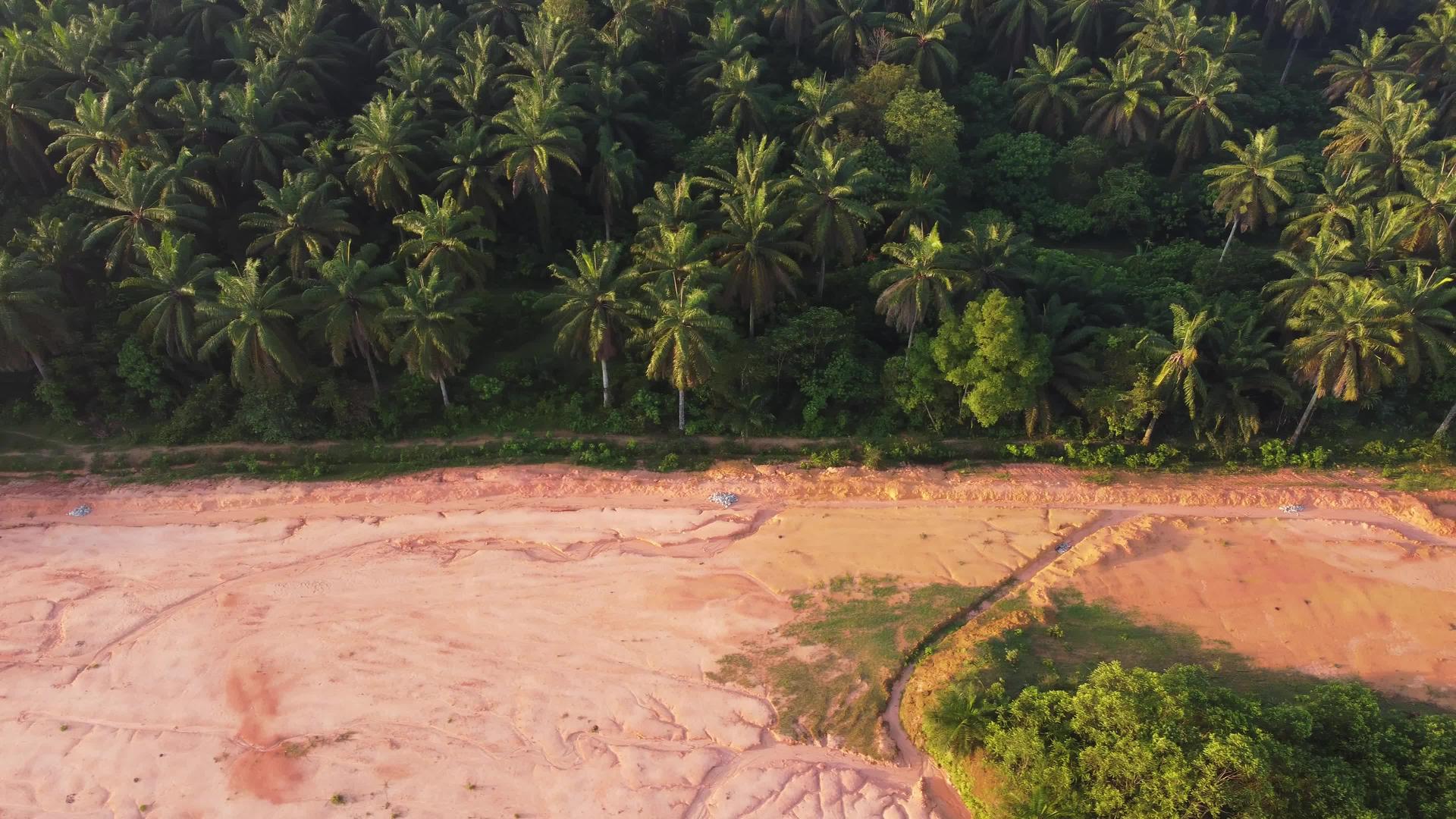 清空绿椰子树视频的预览图