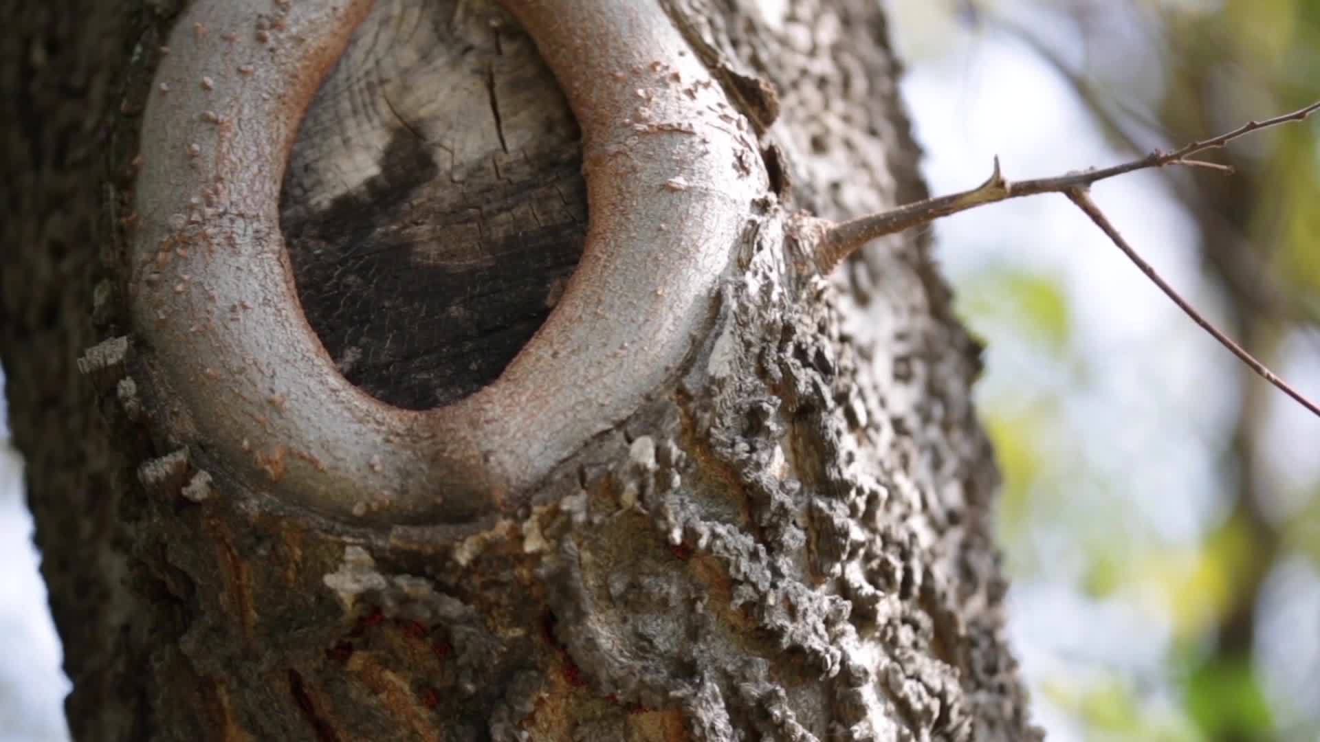 秋天相机在树上移动视频的预览图