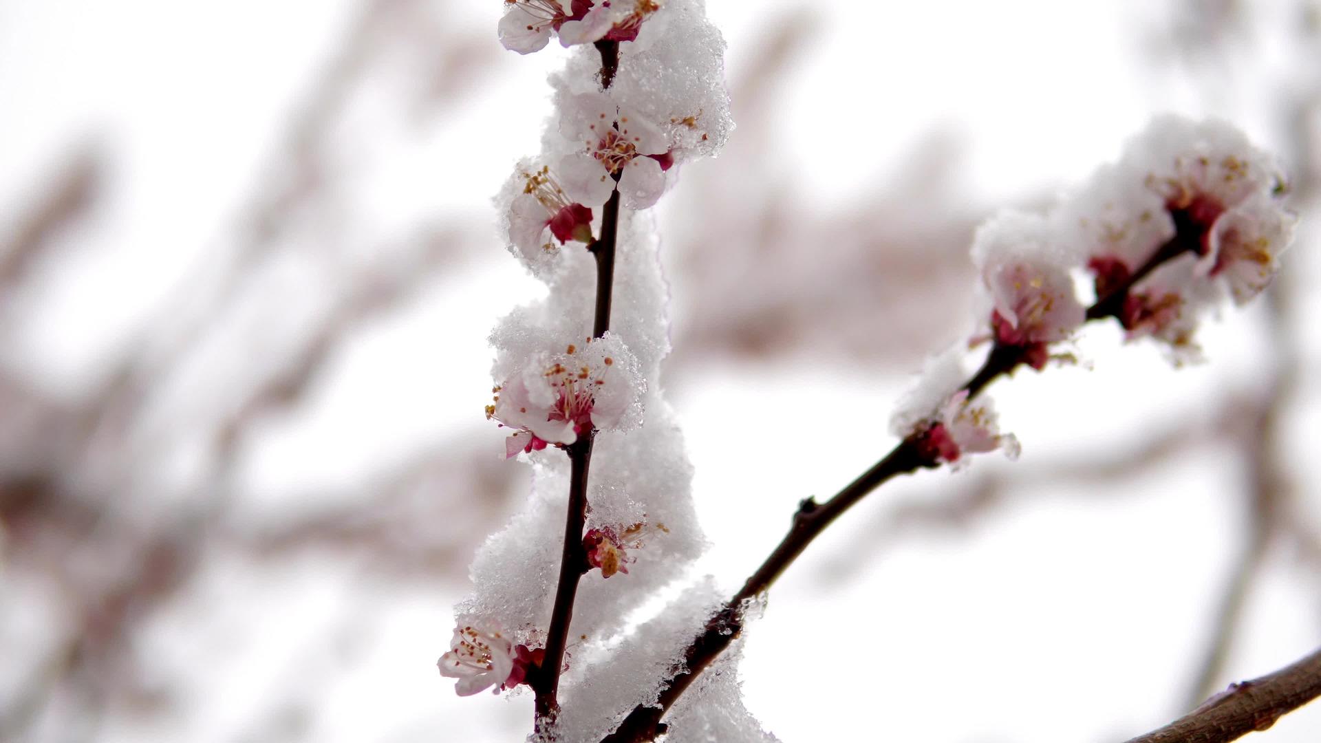 春天樱桃树下雪气候变化电影Dof小狗视频的预览图