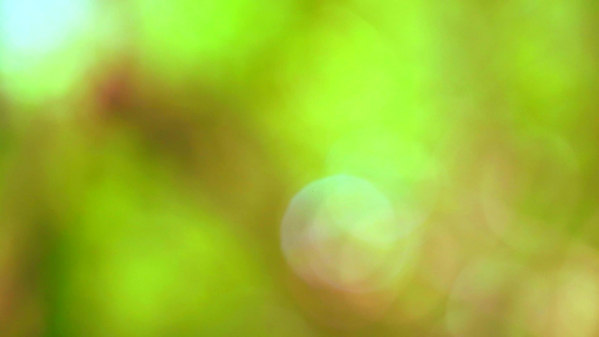 绿棕色模糊背景花叶在花园的花树上视频的预览图