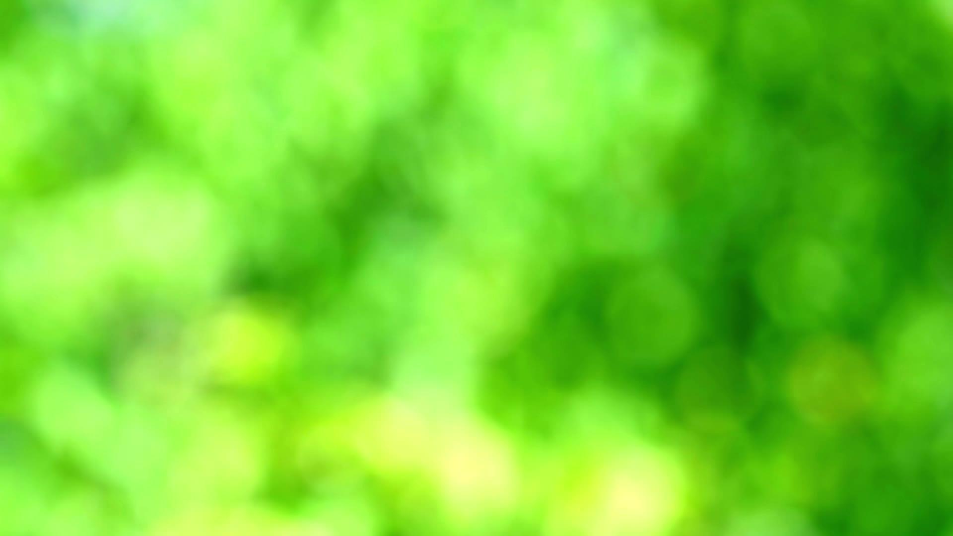 绿色、绿色、抽象和模糊的彩色叶子在花园里视频的预览图