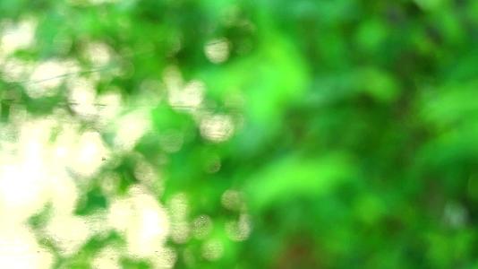 绿色模糊背景抽象五颜六色的叶子花树在花园和地板上视频的预览图