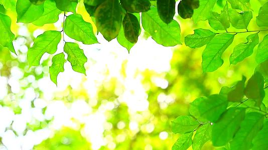 绿园背景中的绿叶、绿叶、阳光和树木的模糊颜色视频的预览图