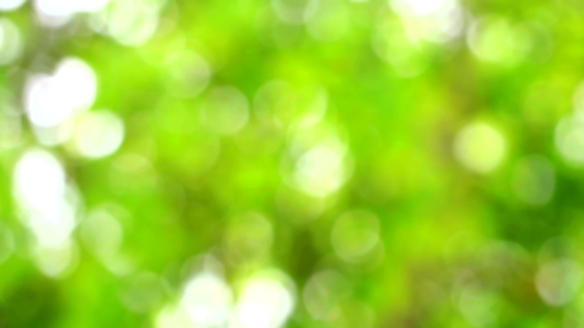花园背景中抽象的绿叶模糊了阳光和树木的多彩色彩视频的预览图