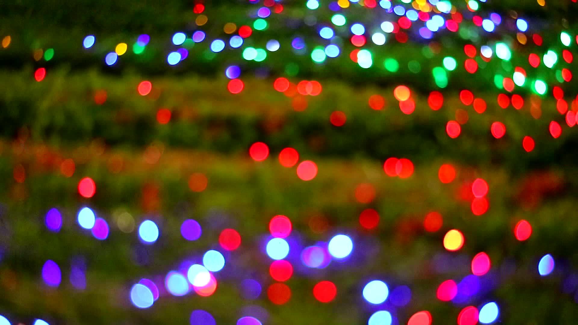 夜晚花园树上多色模糊的灯光装饰板视频的预览图