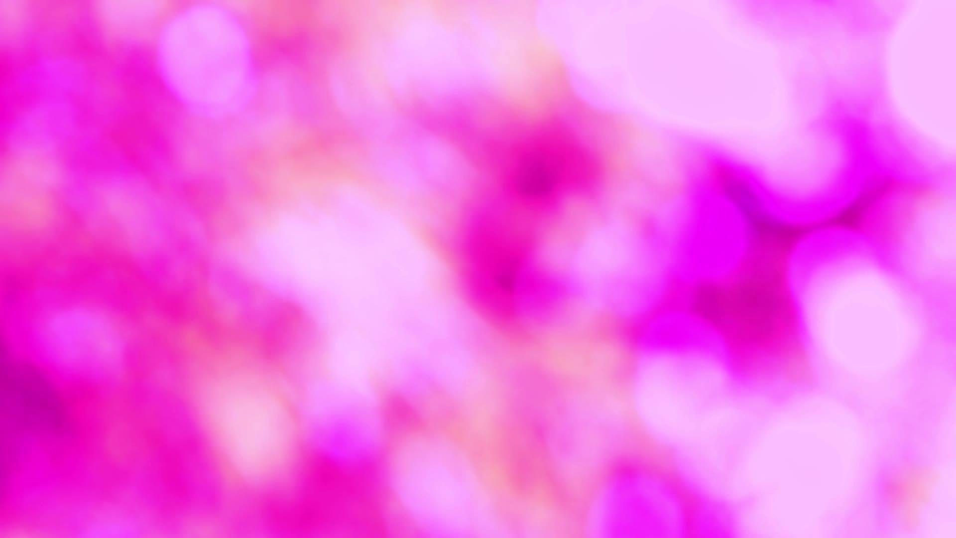 花园里的花和树上的粉红色抽象着模糊的彩色白叶视频的预览图