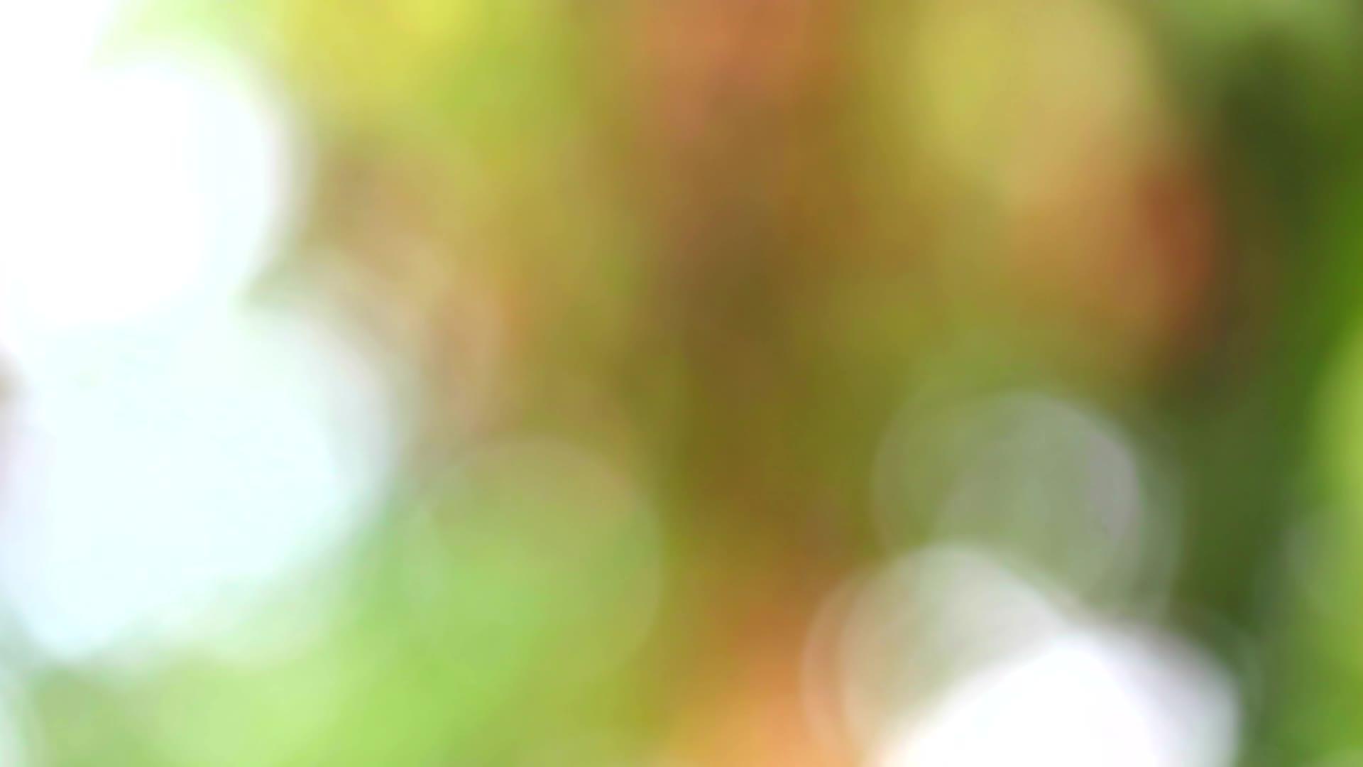 在花园的花叶树上模糊的背景抽象了彩色的叶子视频的预览图