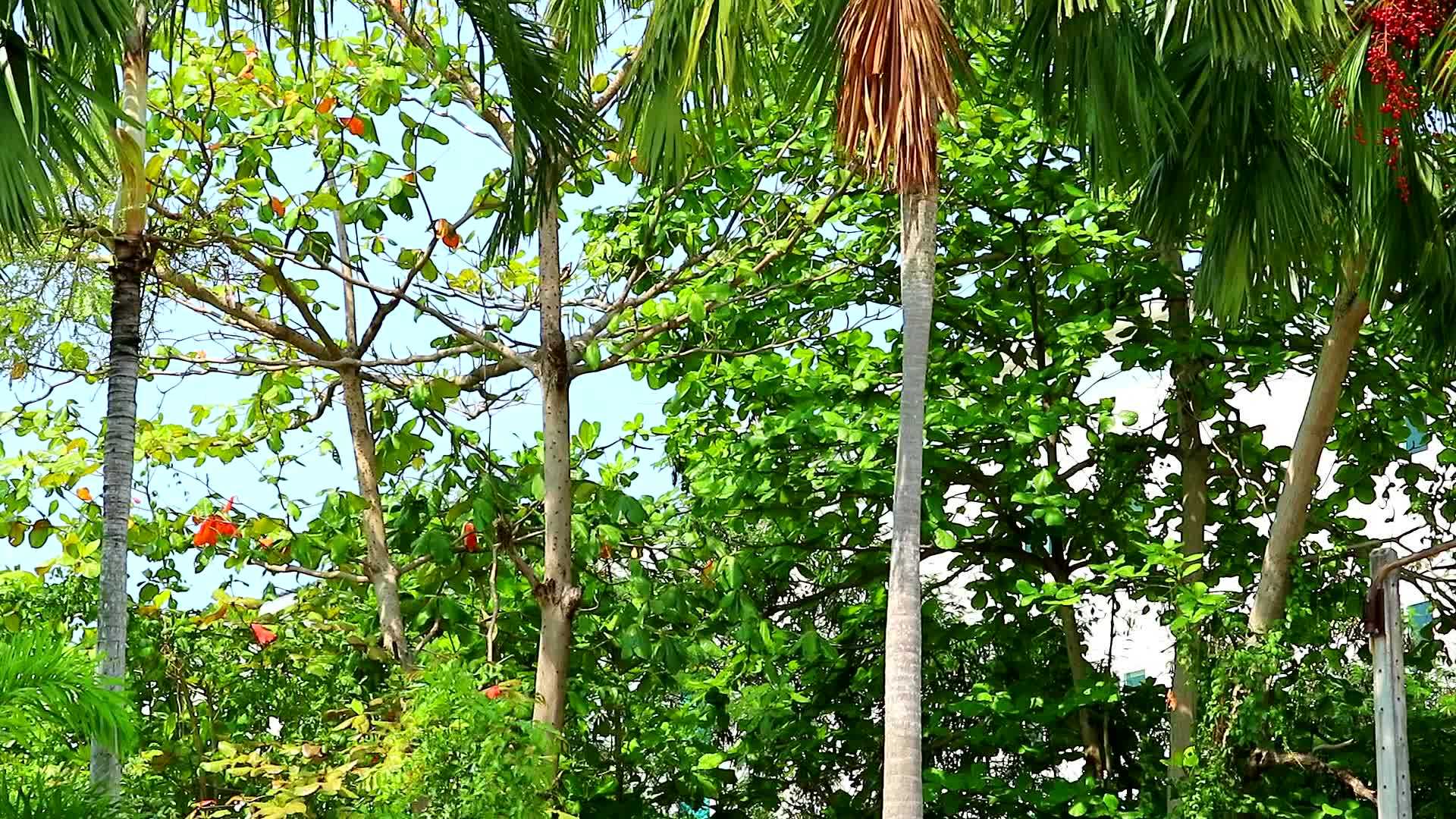 红棕榈籽垂直延伸到树上和花园里的其他树上视频的预览图