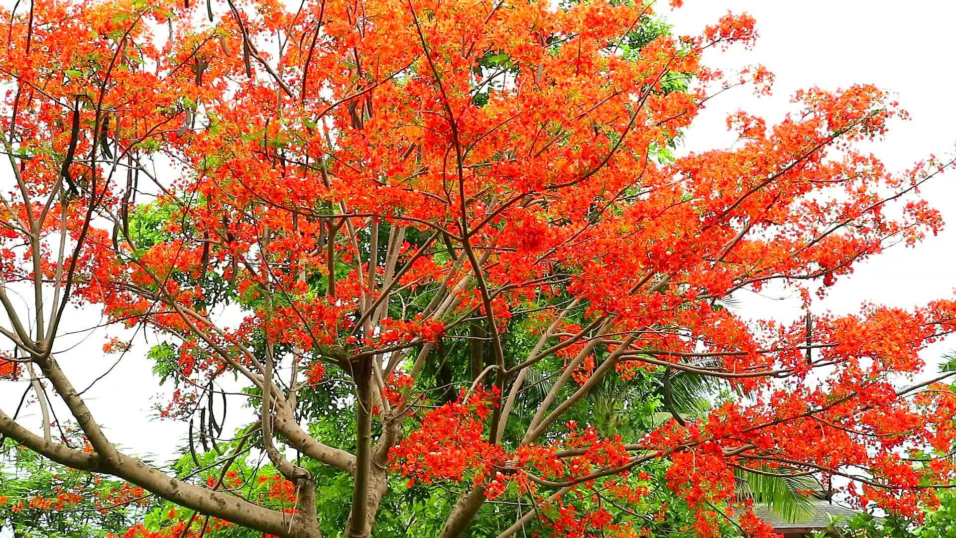 花园里的花树盛开视频的预览图