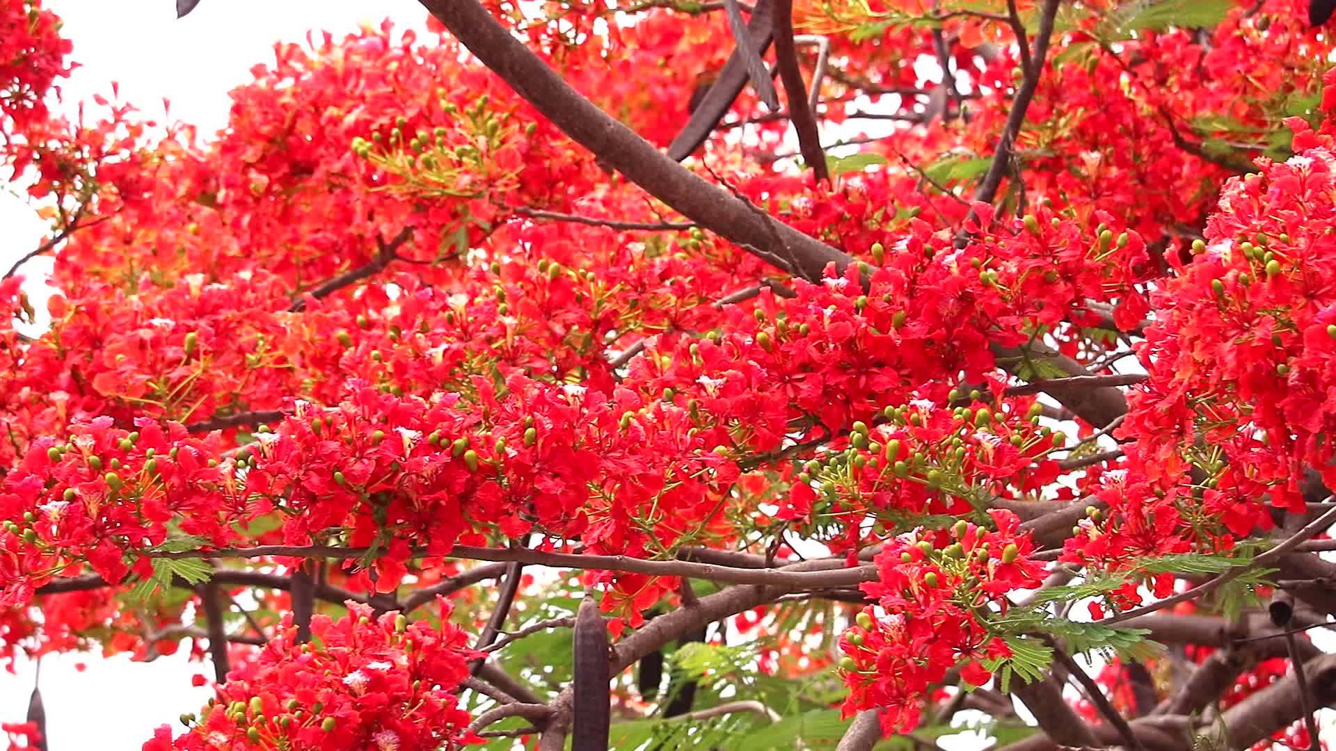 花园里的红色火树花向右升起视频的预览图