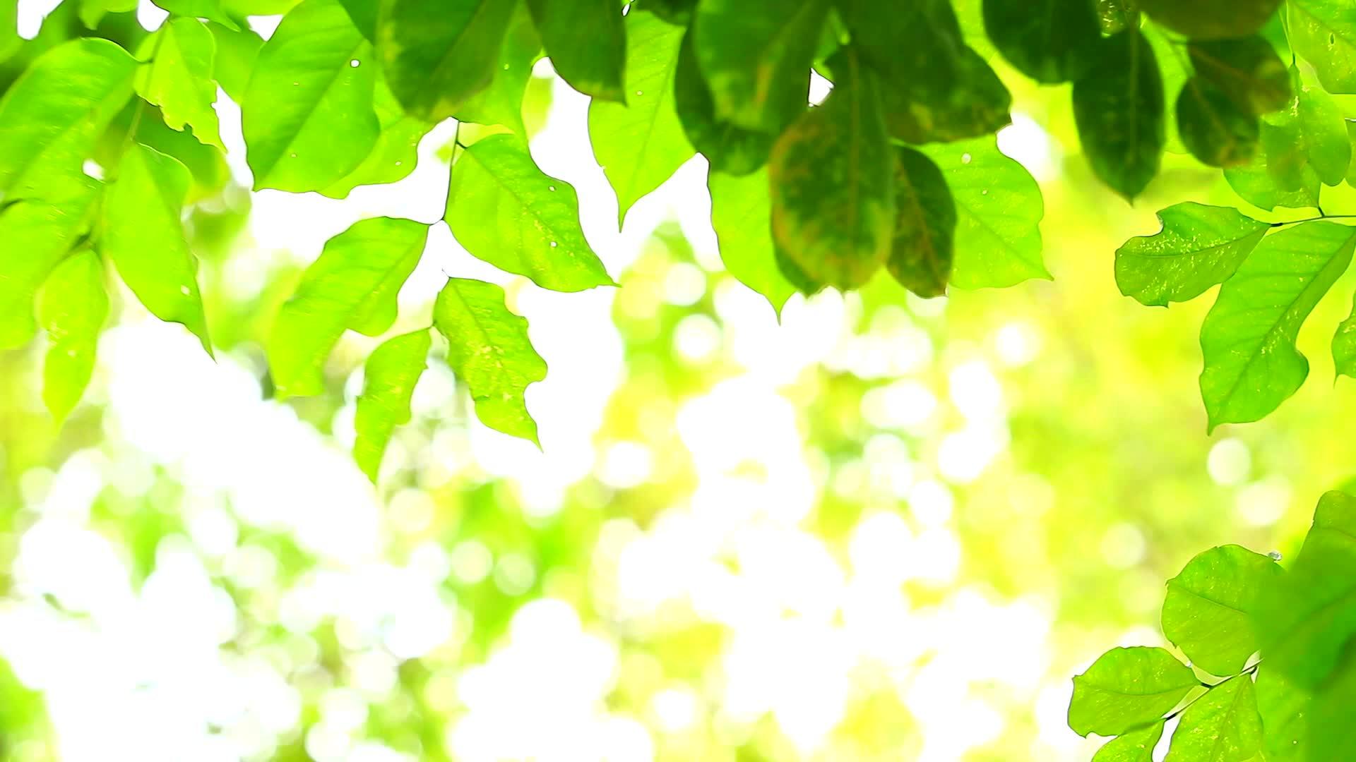 花园背景中的绿叶模糊了阳光和树木的多彩色彩视频的预览图