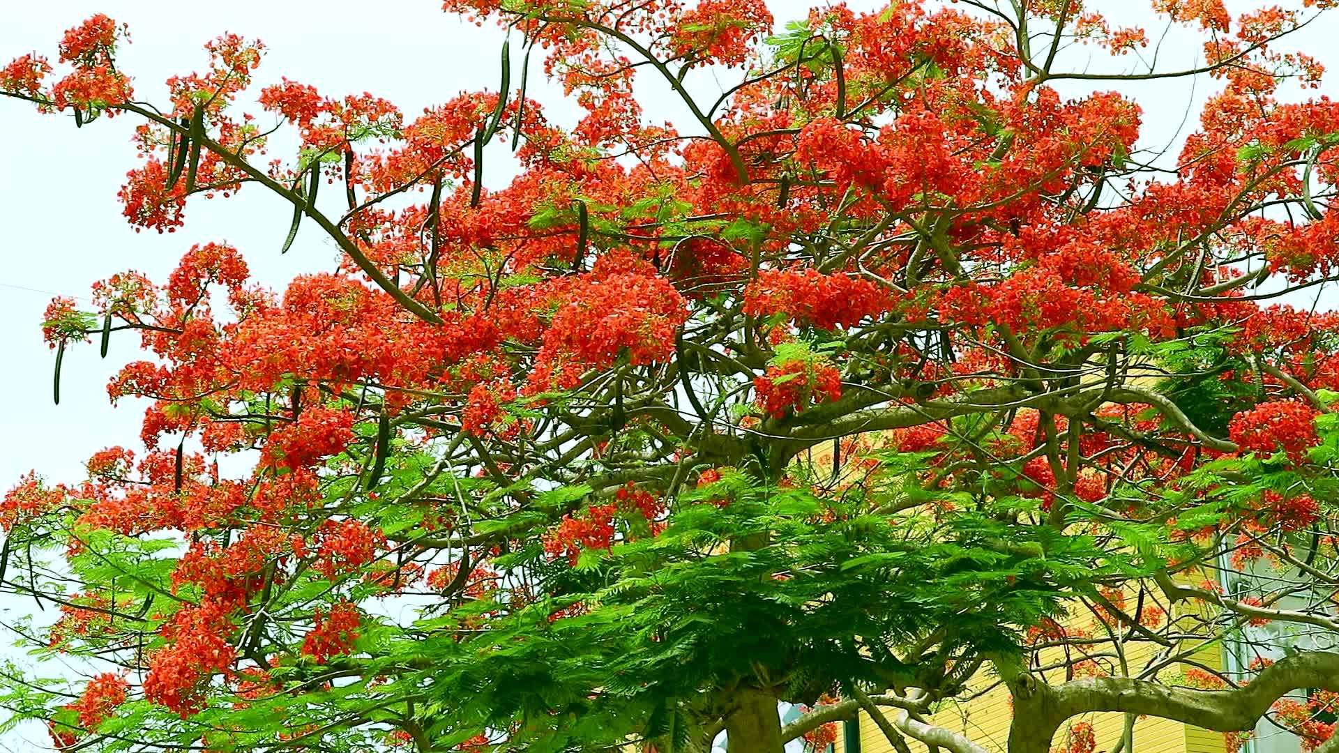 红色的树花在花园的绿叶上开花视频的预览图
