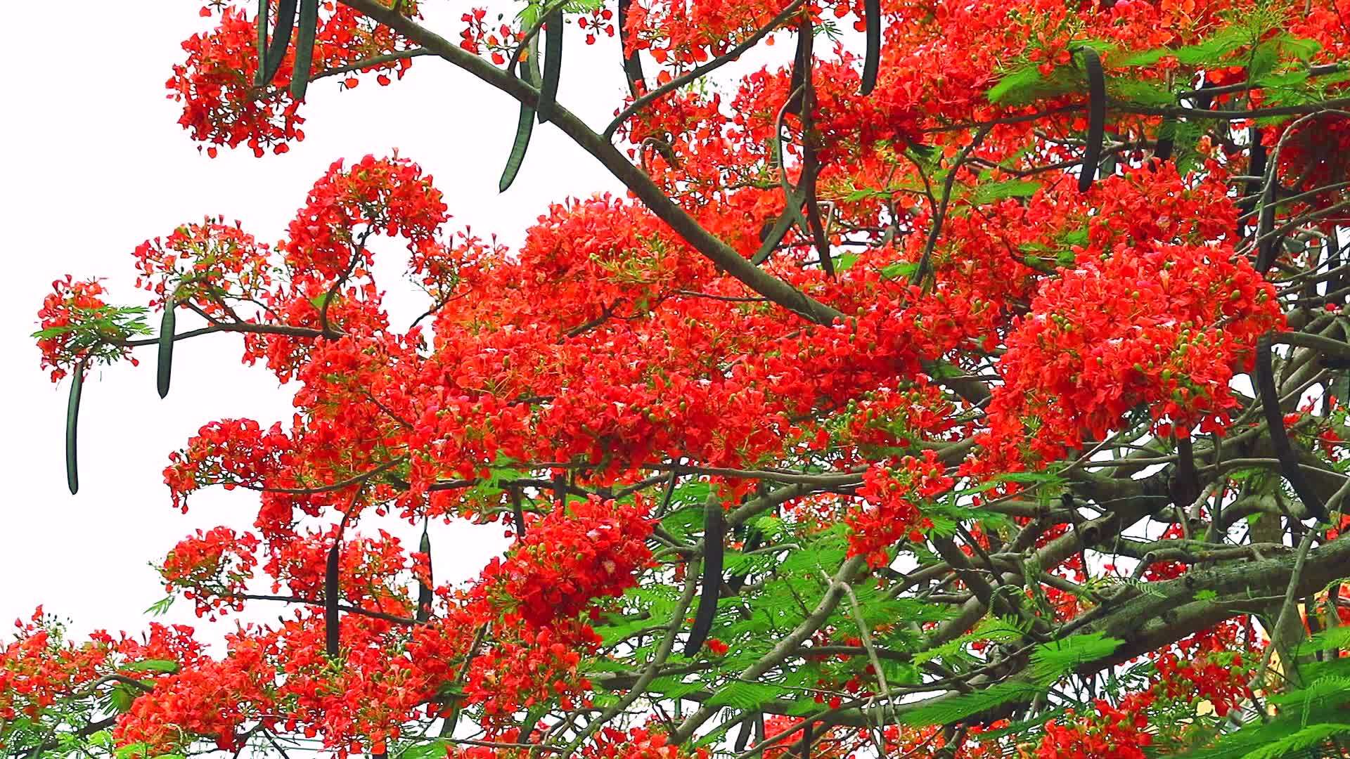 在花园里开花的红火树1视频的预览图