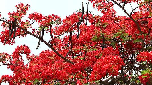 花园里开花的红火树3视频的预览图