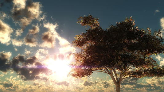 秋树时日落视频的预览图