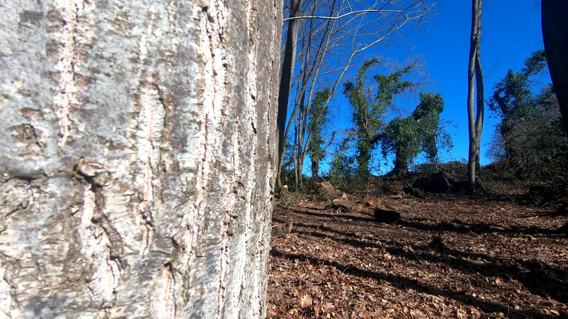 蓝天在寒冬的森林里视频的预览图