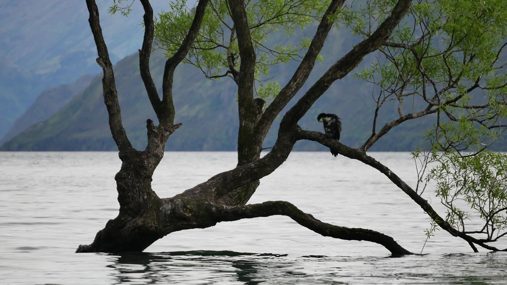在瓦纳卡树上休息的鸟儿视频的预览图