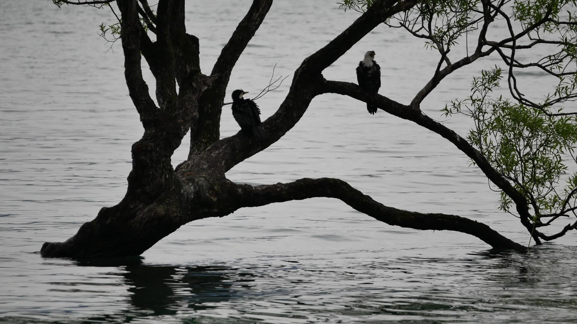 两只鸟突破了瓦那卡树上的两只鸟视频的预览图