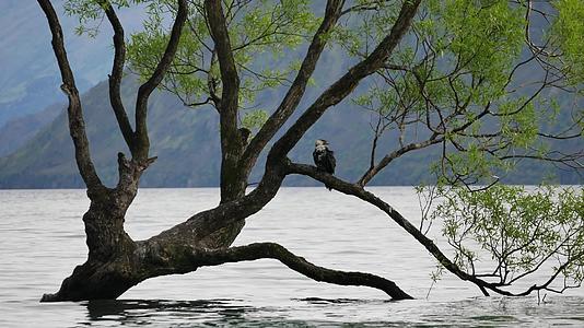 一只鸟坐在瓦纳卡树上视频的预览图