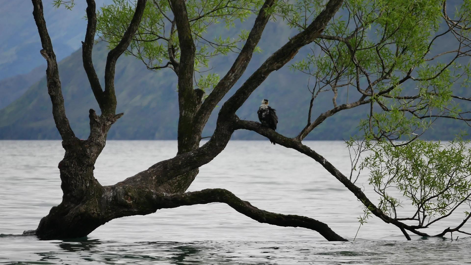 在瓦纳卡树上休息的鸟儿视频的预览图