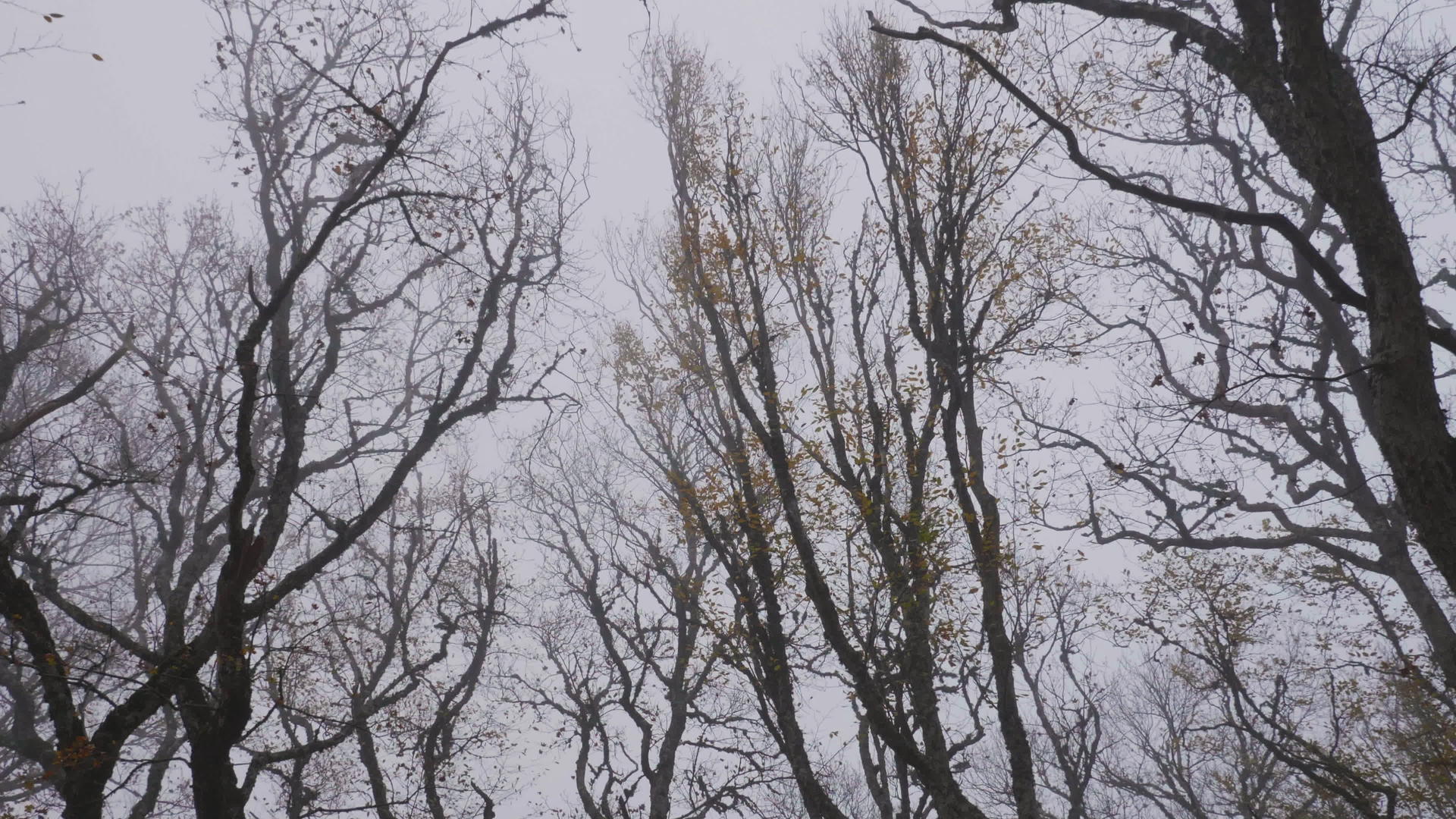 雾蒙蒙的时候森林里的树木了视频的预览图