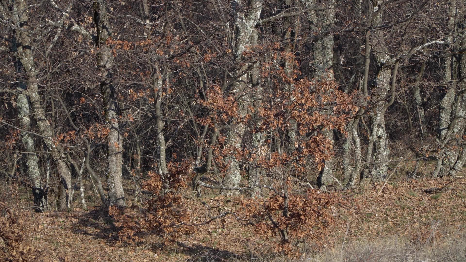 林中树木的枝叶是空的视频的预览图