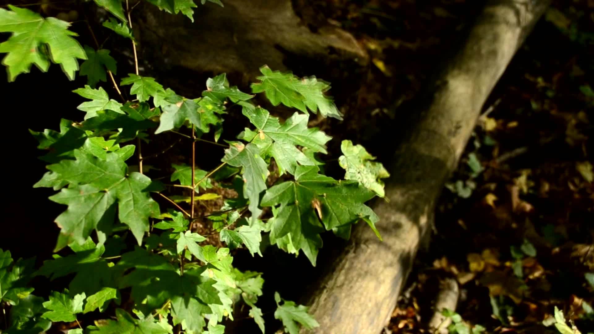 秋天的光下的橡树风橡树叶林中的嫩芽视频的预览图