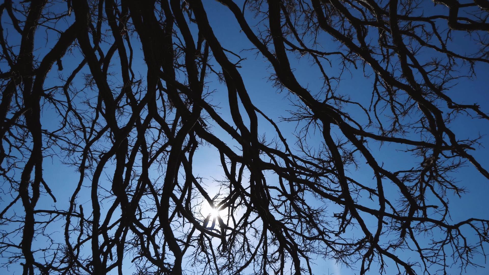 面对蓝天中的树影视频的预览图