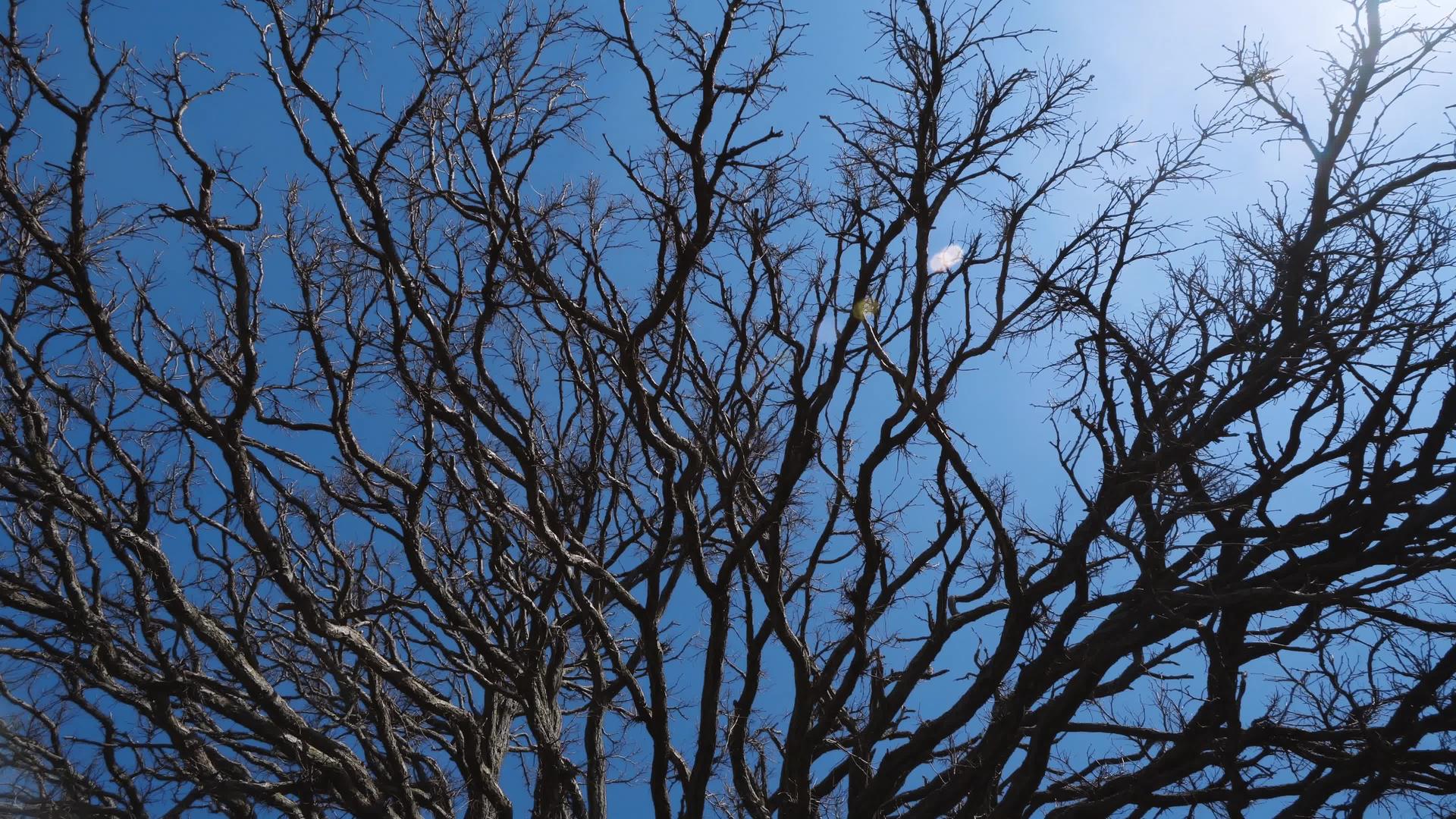 在寒冷的冬天阳光照耀着树木视频的预览图