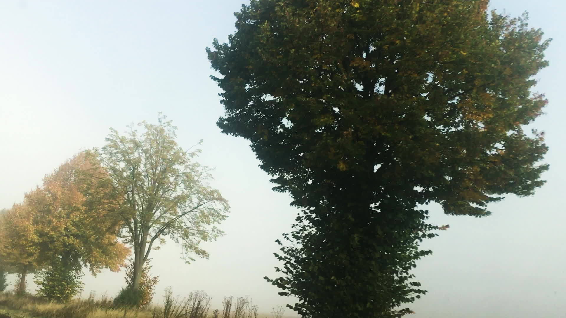 农村地区2号地区的树木在夏天被击中视频的预览图