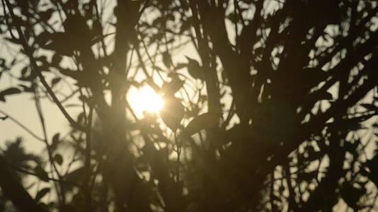 早晨的阳光透过树叶躲在树后阳光从背后模糊视频的预览图