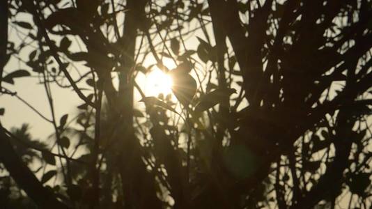 早晨的阳光透过树叶躲在树后阳光从背后模糊视频的预览图