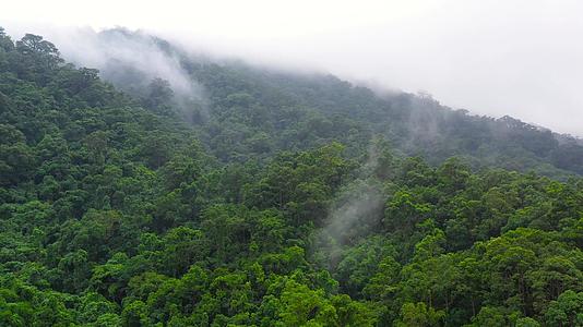 在山顶的雨林中斯位于山顶的雨林中视频的预览图