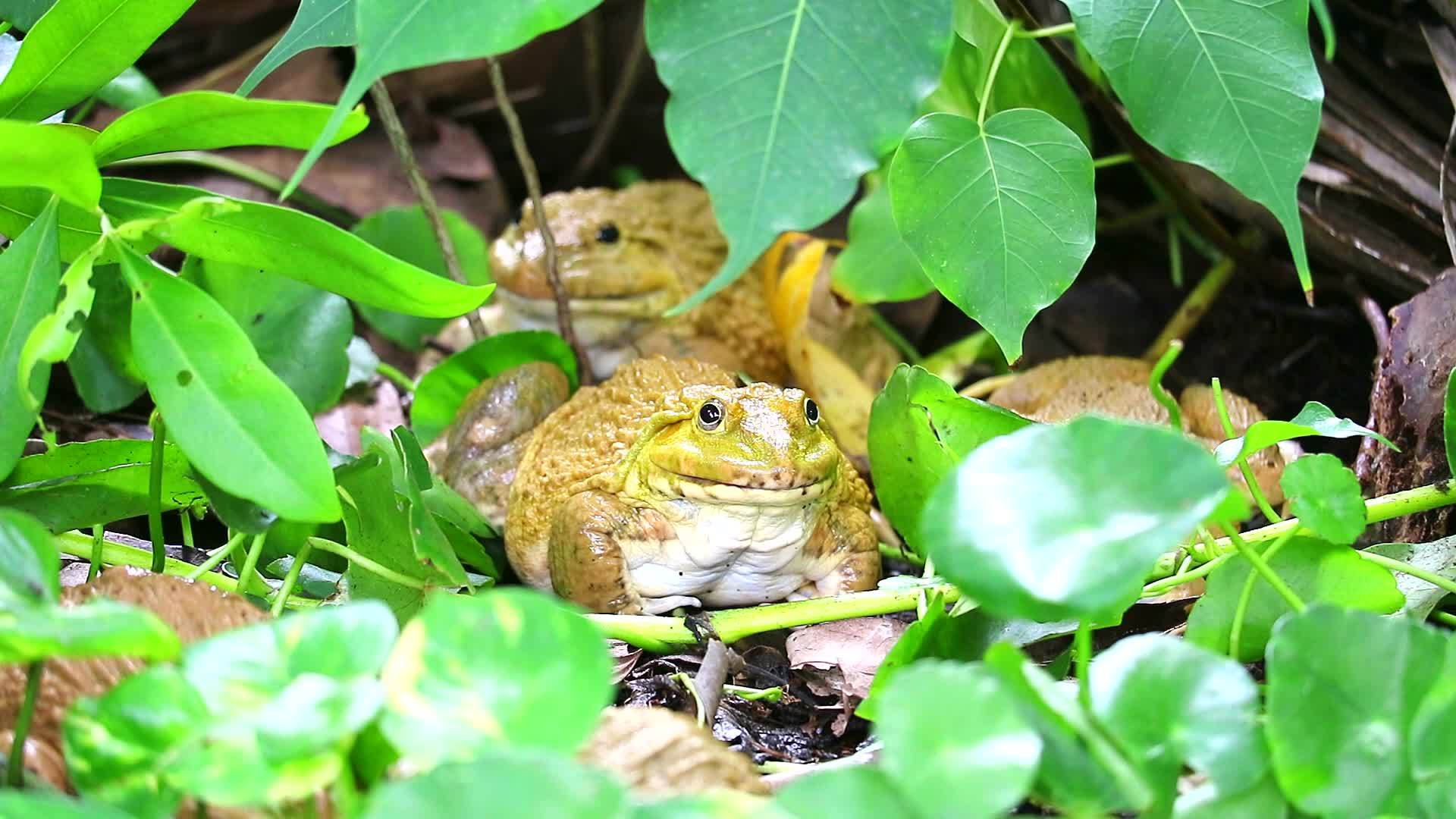 青蛙在树荫下远离阳光晚上很活跃视频的预览图