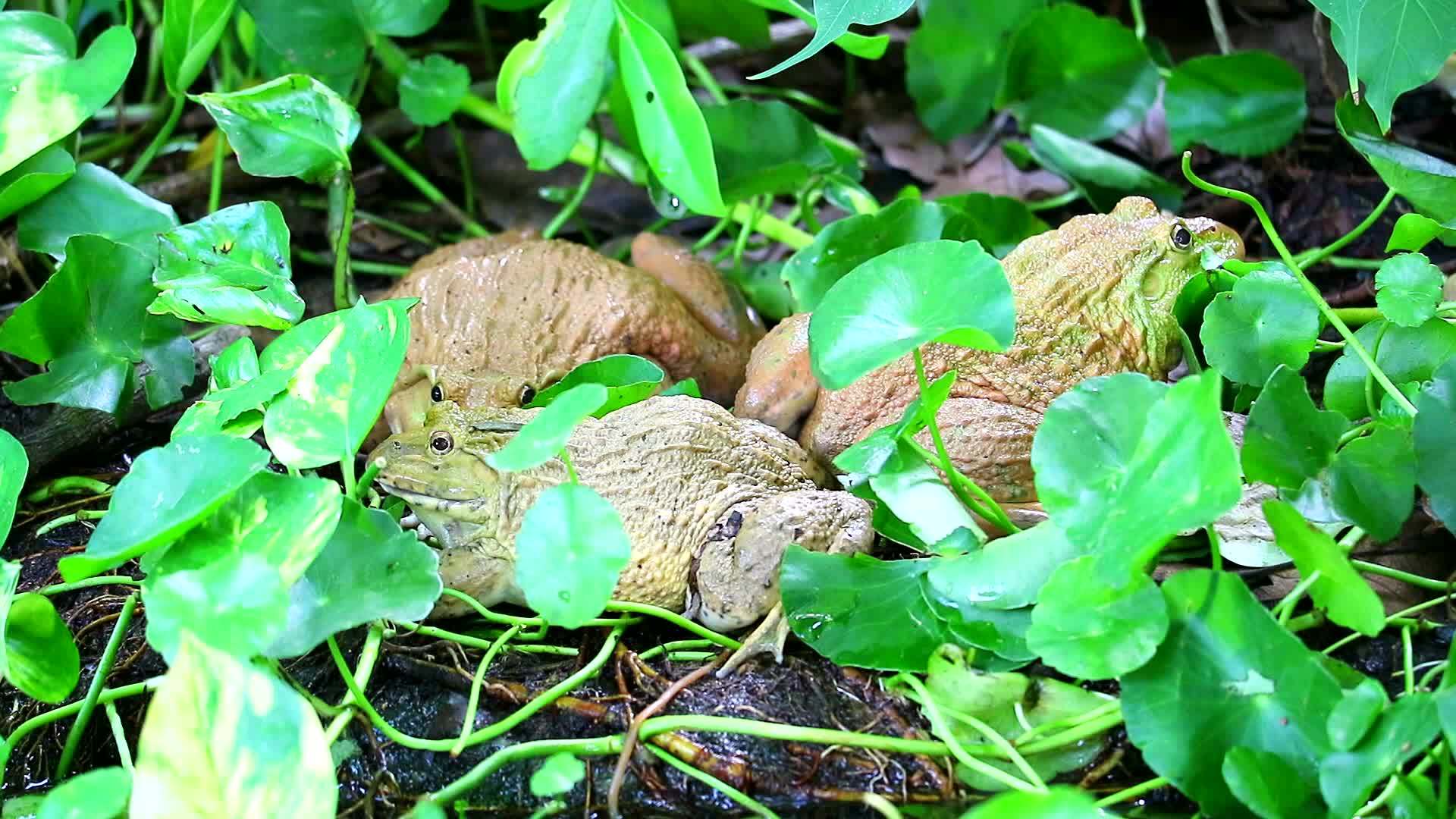 青蛙在树荫下远离阳光晚上放松视频的预览图