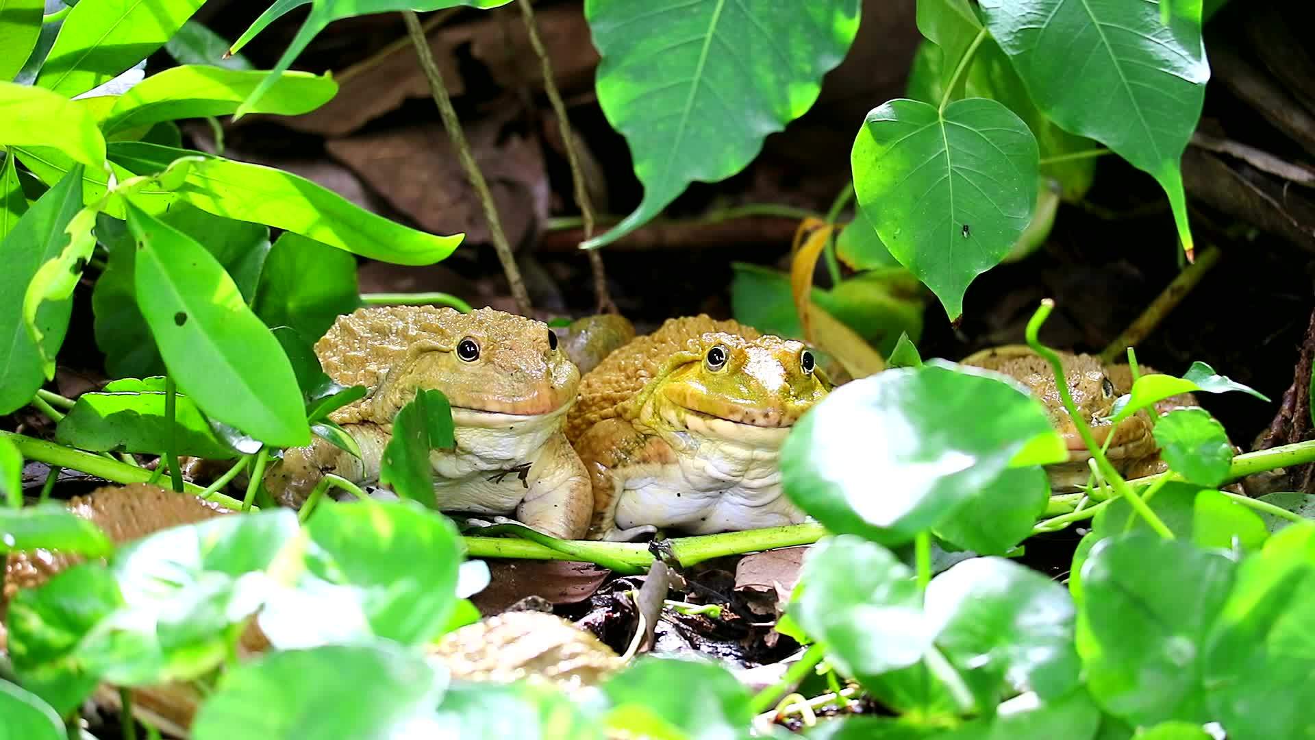 青蛙在树荫下远离阳光晚上活动2视频的预览图