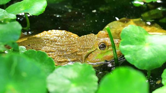 青蛙远离树荫下的阳光在水中放松视频的预览图