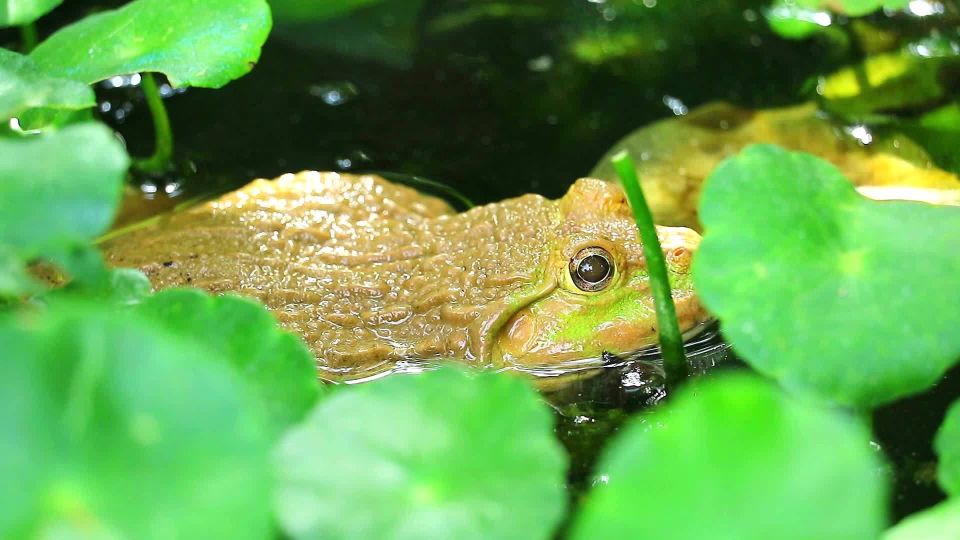 青蛙远离树荫下的阳光在水中放松视频的预览图