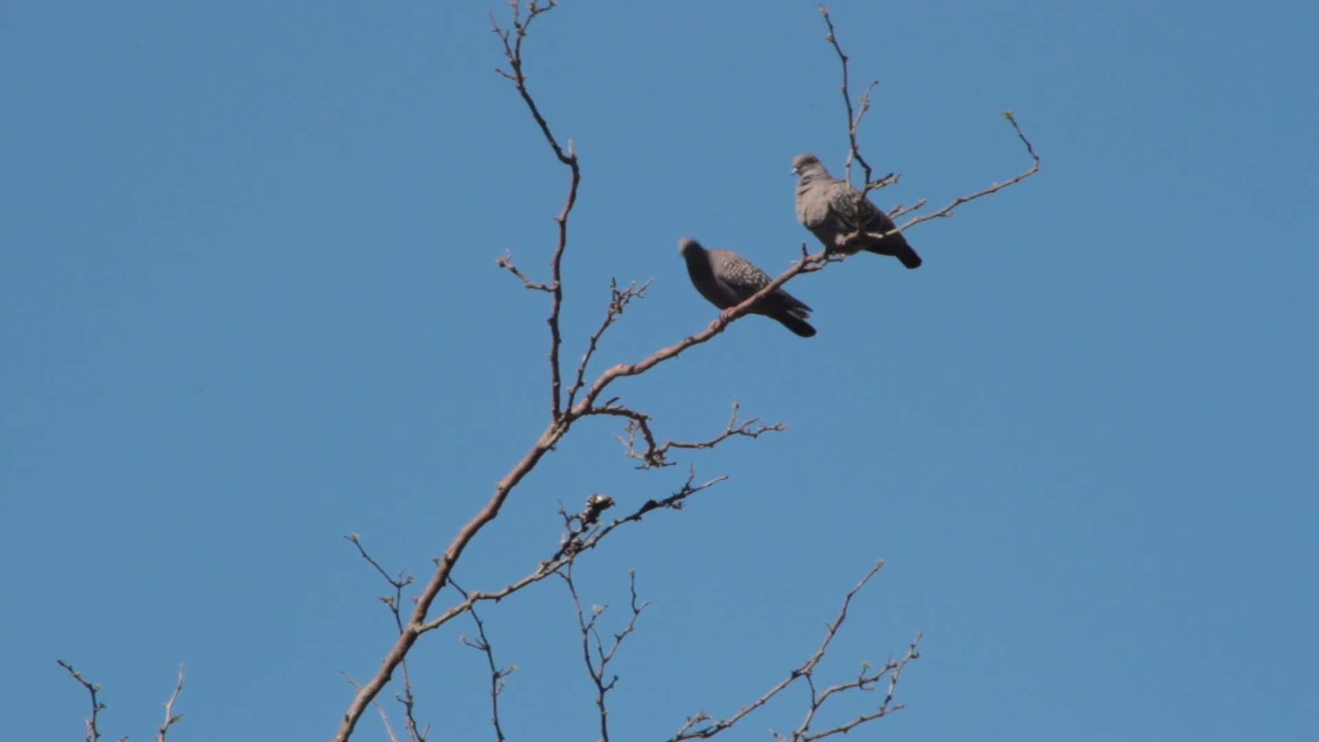 鸽子在树枝上徘徊视频的预览图