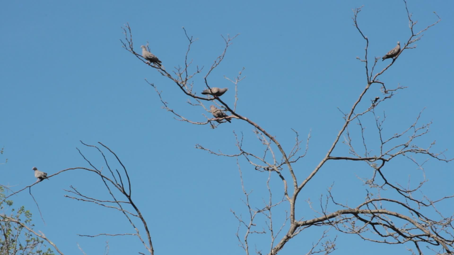 鸽子在树枝上徘徊在交接的交接中视频的预览图
