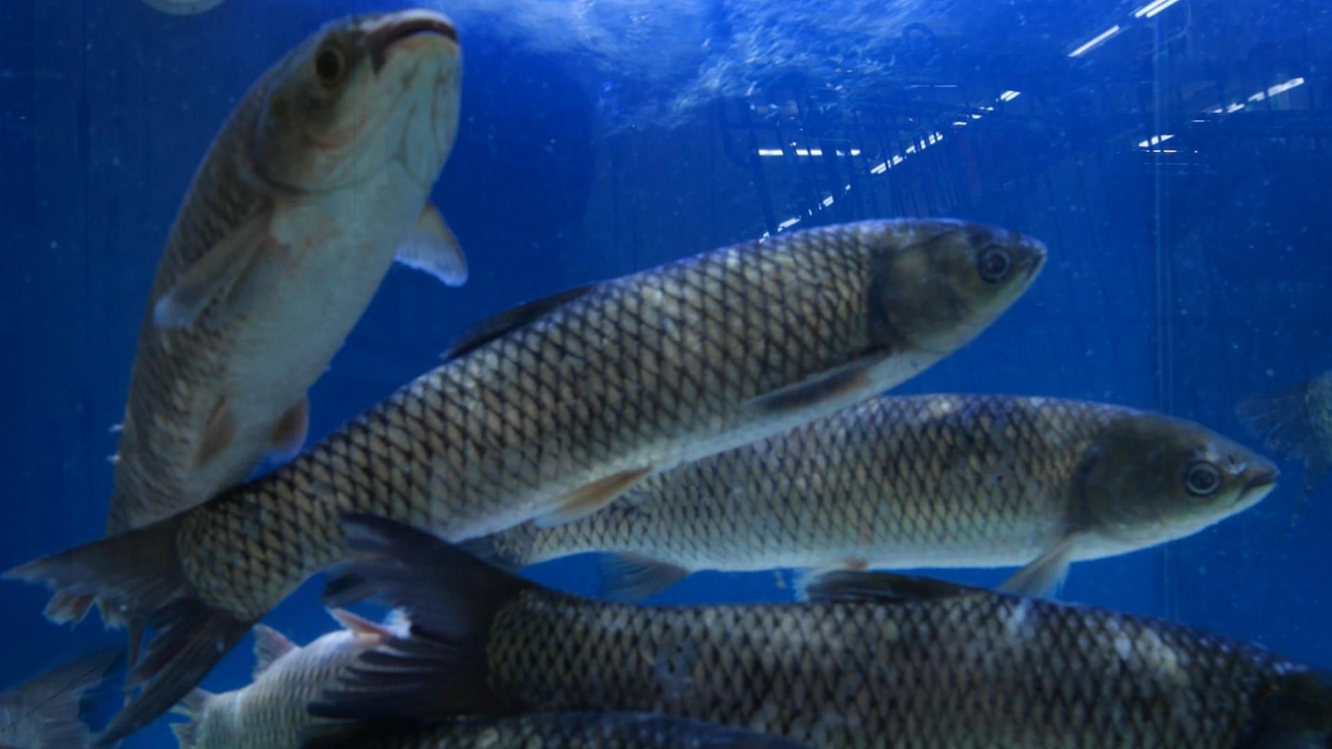 4K草鱼活鱼生鲜食材鱼缸里的鱼视频的预览图