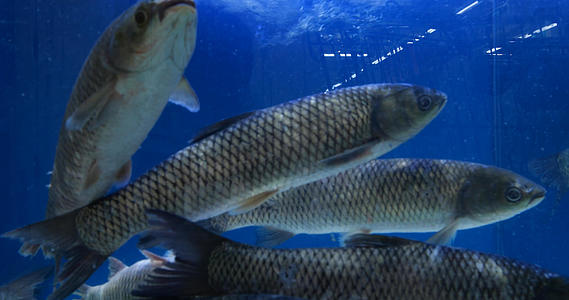 4K草鱼活鱼生鲜食材鱼缸里的鱼视频的预览图