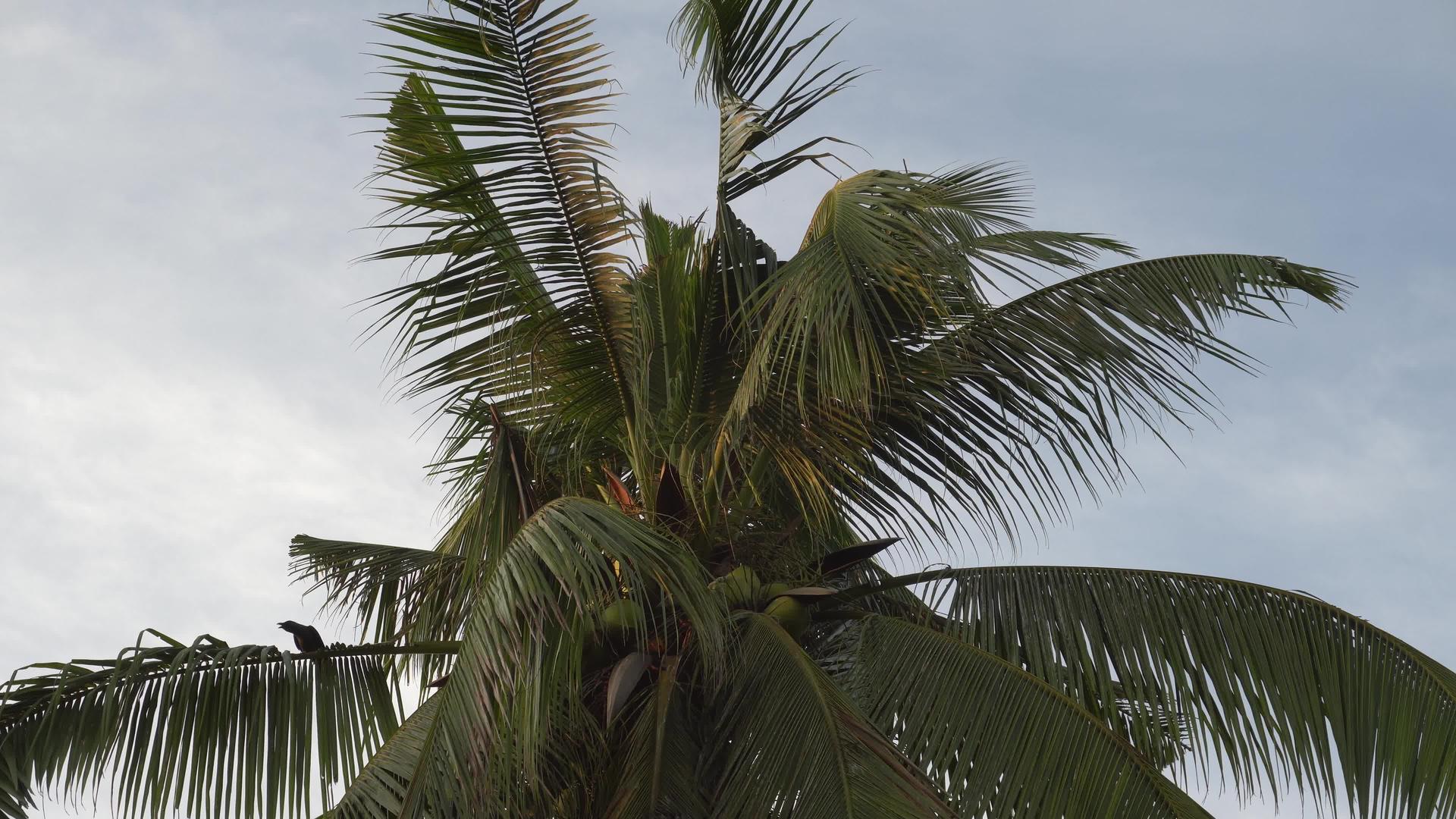 椰子树上的乌鸦视频的预览图