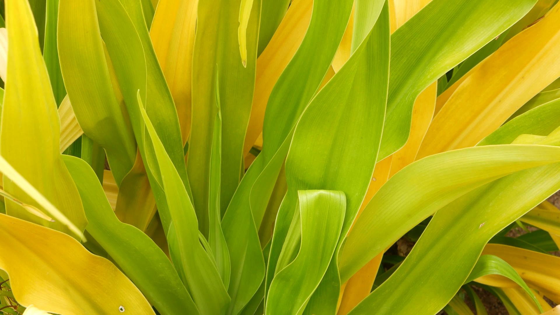 杂色绿黄叶花园里有杂色绿黄热带植物视频的预览图